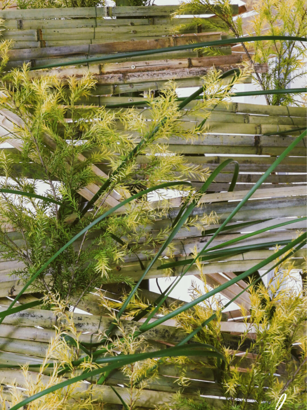 Bamboo Installation Art image 3